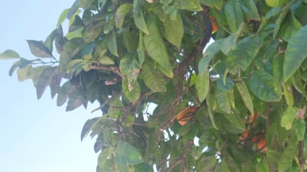 Árbol Mandarina Con Enfermedades Fúngicas — Vídeos de Stock