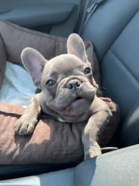Kleine Entzückende Französische Bulldogge Welpe Vertikales Video — Stockvideo