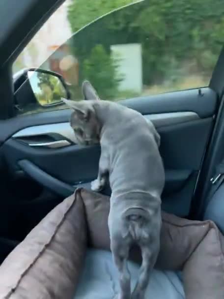 Perrito Bulldog Francés Adorable Coche Asiento Vídeo Vertical — Vídeo de stock