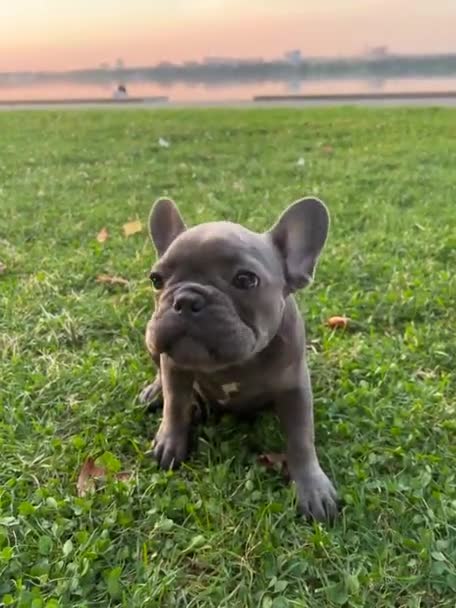 Pequeño Adorable Perrito Bulldog Francés Hierba Verde Vídeo Vertical — Vídeo de stock