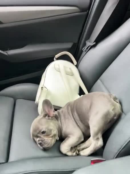 Little Adorable French Bulldog Puppy Car Seat Vertical Video — Stock Video