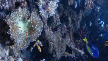 Güzel mercan bahçeleri ve pek çok balık açık mavi denizde yüzer ve beslenir. Dikey video.