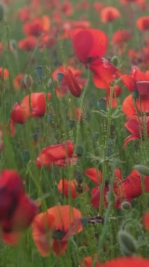 Gün batımında kırmızı haşhaş tarlası. Dikey video.