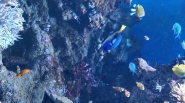 Güzel mercan bahçeleri ve pek çok balık açık mavi denizde yüzer ve beslenir. Dikey video.