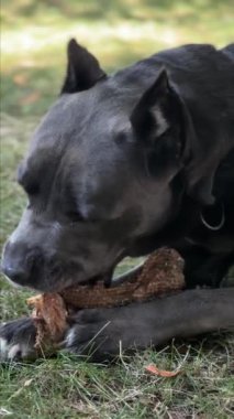 Cane Corso köpeği yeşil çimlerde bir parça odun çiğniyor. dikey video.