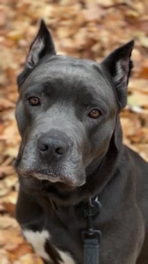 Köpek cins Cane Corso. dikey video.