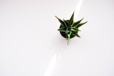 Beyaz arka plan manzaralı bir tencerede küçük bir sansevieria. Boşluğu kopyala.