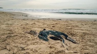Kumlu bir sahilde ölü bir karabatak kuşu..
