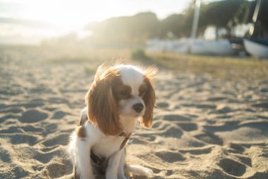 Gün batımında kumlu bir sahilde oturan sevimli bir Kral Charles Spaniel köpeği. Yumuşak güneş ışığı sıcak ve huzurlu bir atmosfer yaratıyor, eğlence, evcil hayvan ve doğa temaları için mükemmel..
