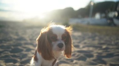 Gün batımında kumlu bir sahilde oturan sevimli bir Kral Charles Spaniel köpeği. Yumuşak güneş ışığı sıcak ve huzurlu bir atmosfer yaratıyor, eğlence, evcil hayvan ve doğa temaları için mükemmel..