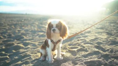 Gün batımında kumlu bir sahilde oturan sevimli bir Kral Charles Spaniel köpeği. Yumuşak güneş ışığı sıcak ve huzurlu bir atmosfer yaratıyor, eğlence, evcil hayvan ve doğa temaları için mükemmel..