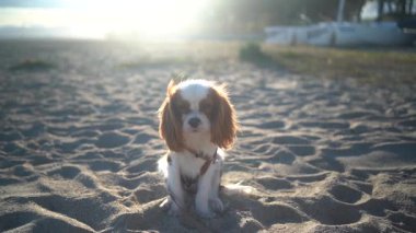 Gün batımında kumlu bir sahilde oturan sevimli bir Kral Charles Spaniel köpeği. Yumuşak güneş ışığı sıcak ve huzurlu bir atmosfer yaratıyor, eğlence, evcil hayvan ve doğa temaları için mükemmel..