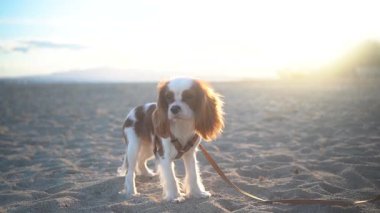 Gün batımında kumlu bir sahilde oturan sevimli bir Kral Charles Spaniel köpeği. Yumuşak güneş ışığı sıcak ve huzurlu bir atmosfer yaratıyor, eğlence, evcil hayvan ve doğa temaları için mükemmel..