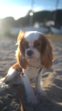 Gün batımında kumlu bir sahilde oturan sevimli bir Kral Charles Spaniel köpeği. Yumuşak güneş ışığı sıcak ve huzurlu bir atmosfer yaratıyor, eğlence, evcil hayvan ve doğa temaları için mükemmel..