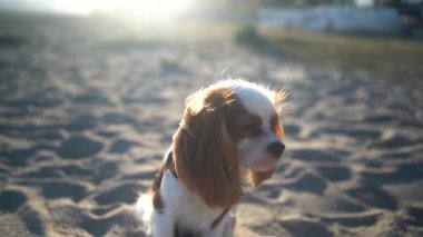 Gün batımında kumlu bir sahilde oturan sevimli bir Kral Charles Spaniel köpeği. Yumuşak güneş ışığı sıcak ve huzurlu bir atmosfer yaratıyor, eğlence, evcil hayvan ve doğa temaları için mükemmel..