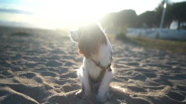 Gün batımında kumlu bir sahilde oturan sevimli bir Kral Charles Spaniel köpeği. Yumuşak güneş ışığı sıcak ve huzurlu bir atmosfer yaratıyor, eğlence, evcil hayvan ve doğa temaları için mükemmel..