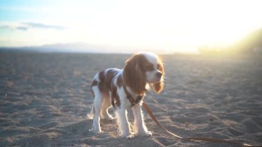 Gün batımında kumlu bir sahilde oturan sevimli bir Kral Charles Spaniel köpeği. Yumuşak güneş ışığı sıcak ve huzurlu bir atmosfer yaratıyor, eğlence, evcil hayvan ve doğa temaları için mükemmel..