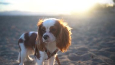 Gün batımında kumlu bir sahilde oturan sevimli bir Kral Charles Spaniel köpeği. Yumuşak güneş ışığı sıcak ve huzurlu bir atmosfer yaratıyor, eğlence, evcil hayvan ve doğa temaları için mükemmel..