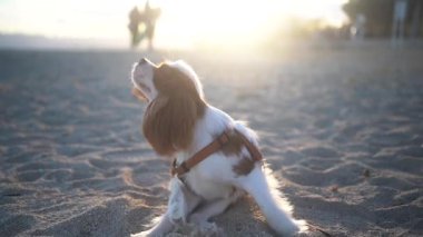 Gün batımında kumlu bir sahilde oturan sevimli bir Kral Charles Spaniel köpeği. Yumuşak güneş ışığı sıcak ve huzurlu bir atmosfer yaratıyor, eğlence, evcil hayvan ve doğa temaları için mükemmel..