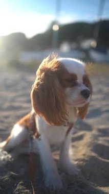 Gün batımında kumlu bir sahilde oturan sevimli bir Kral Charles Spaniel köpeği. Yumuşak güneş ışığı sıcak ve huzurlu bir atmosfer yaratıyor, eğlence, evcil hayvan ve doğa temaları için mükemmel..