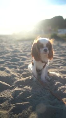 Gün batımında kumlu bir sahilde oturan sevimli bir Kral Charles Spaniel köpeği. Yumuşak güneş ışığı sıcak ve huzurlu bir atmosfer yaratıyor, eğlence, evcil hayvan ve doğa temaları için mükemmel..