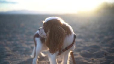 Güzel bir Şövalye Kral Charles Spaniel plajda görkemli bir şekilde durup sıcak günbatımının keyfini çıkarıyor.