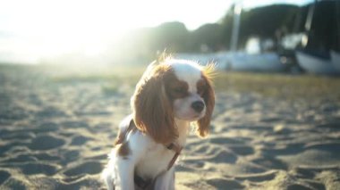 Gün batımında kumlu bir sahilde oturan sevimli bir Kral Charles Spaniel köpeği. Yumuşak güneş ışığı sıcak ve huzurlu bir atmosfer yaratıyor, eğlence, evcil hayvan ve doğa temaları için mükemmel..