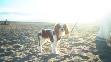 Gün batımında kumlu bir sahilde oturan sevimli bir Kral Charles Spaniel köpeği. Yumuşak güneş ışığı sıcak ve huzurlu bir atmosfer yaratıyor, eğlence, evcil hayvan ve doğa temaları için mükemmel..
