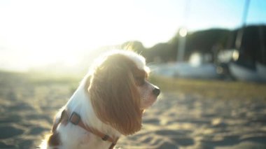 Gün batımında kumlu bir sahilde oturan sevimli bir Kral Charles Spaniel köpeği. Yumuşak güneş ışığı sıcak ve huzurlu bir atmosfer yaratıyor, eğlence, evcil hayvan ve doğa temaları için mükemmel..
