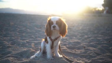 Güzel bir Şövalye Kral Charles Spaniel plajda görkemli bir şekilde durup sıcak günbatımının keyfini çıkarıyor.