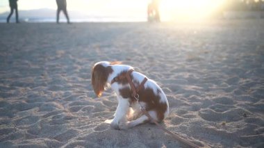 Güzel bir Şövalye Kral Charles Spaniel plajda görkemli bir şekilde durup sıcak günbatımının keyfini çıkarıyor.