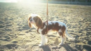 Güzel bir Şövalye Kral Charles Spaniel plajda görkemli bir şekilde durup sıcak günbatımının keyfini çıkarıyor.