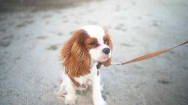 Gün batımında kumlu bir sahilde oturan sevimli bir Kral Charles Spaniel köpeği. Yumuşak güneş ışığı sıcak ve huzurlu bir atmosfer yaratıyor, eğlence, evcil hayvan ve doğa temaları için mükemmel..