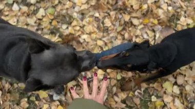 İki köpek bir bez parçasıyla çekiştirip duruyor.