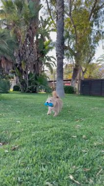 Mutlu bir köpek yeşil çimenlikte sahibiyle oynar..