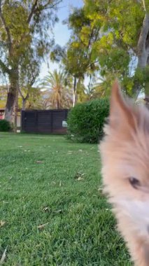 Mutlu bir köpek yeşil çimenlikte sahibiyle oynar..