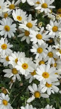 Canlı beyaz papatya koleksiyonu, sarı merkezli, neşeli ve taze bir ambiyans yayıyor..