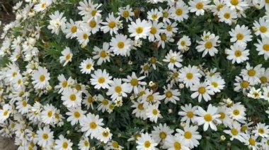 A vibrant collection of white daisies, with yellow centers, exuding a cheerful and fresh ambiance.