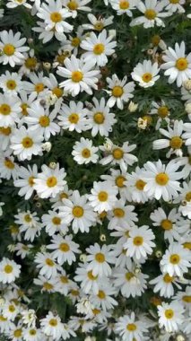 Canlı beyaz papatya koleksiyonu, sarı merkezli, neşeli ve taze bir ambiyans yayıyor..