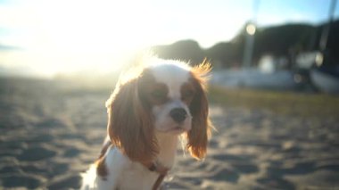 Gün batımında kumlu bir sahilde oturan sevimli bir Kral Charles Spaniel köpeği. Yumuşak güneş ışığı sıcak ve huzurlu bir atmosfer yaratıyor, eğlence, evcil hayvan ve doğa temaları için mükemmel..