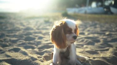 Gün batımında kumlu bir sahilde oturan sevimli bir Kral Charles Spaniel köpeği. Yumuşak güneş ışığı sıcak ve huzurlu bir atmosfer yaratıyor, eğlence, evcil hayvan ve doğa temaları için mükemmel..