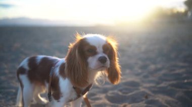Gün batımında kumlu bir sahilde oturan sevimli bir Kral Charles Spaniel köpeği..