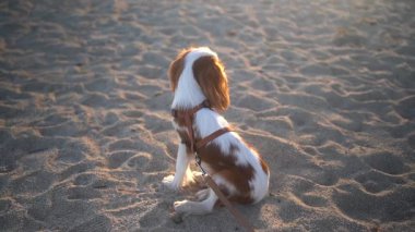 Gün batımında kumlu bir sahilde oturan sevimli bir Kral Charles Spaniel köpeği..