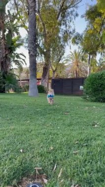 Mutlu bir köpek yeşil çimenlikte sahibiyle oynar..