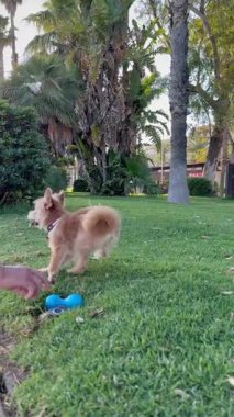 Mutlu bir köpek yeşil çimenlikte sahibiyle oynar..