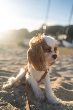 Gün batımında kumlu bir sahilde oturan sevimli bir Kral Charles Spaniel köpeği. Yumuşak güneş ışığı sıcak ve huzurlu bir atmosfer yaratıyor, eğlence, evcil hayvan ve doğa temaları için mükemmel..