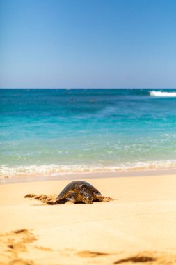 Okyanus dalgalarının yanında yeşil bir deniz kaplumbağası Oahu 'nun el değmemiş plajı boyunca dalgalanıyor..