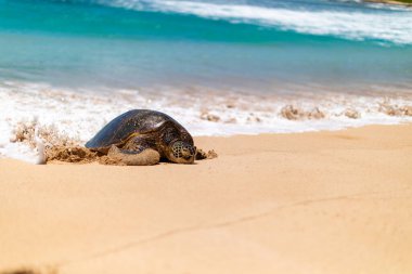 Hawaii deniz kaplumbağası Oahu 'nun güneşli sahil şeridinde gelen gelgitle karşılaşır..