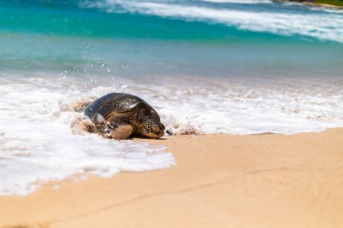 Hawaii yeşil deniz kaplumbağası, sahil boyunca okyanus dalgaları alır..