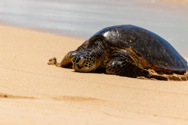 Hawaii yeşil deniz kaplumbağası, dalgalar yavaşça yaklaşırken dinleniyor..
